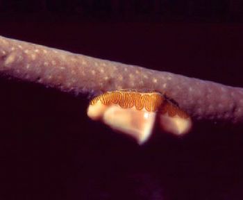 I found this rare Fingerprint Cyphoma at Bonnie's Arch in... by Robyn Lynn Churchill 
